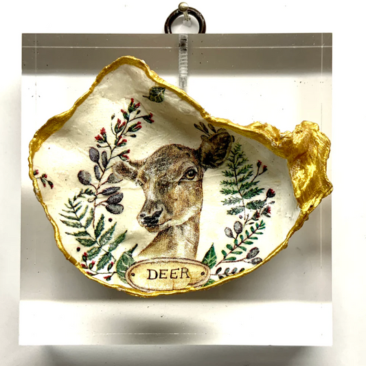 Lucite Acrylic Frame with Deer Oyster Shell / Slight Imperfections