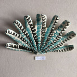 Shells - Turquoise MED