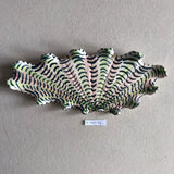 Shells - Multi MED