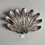 Shells - Multi MED