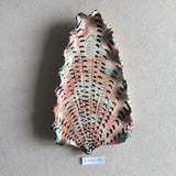 Shells - Pinks MED