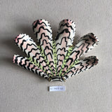 Shells - Pink/Green MED