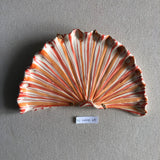 Shells - Orange MED
