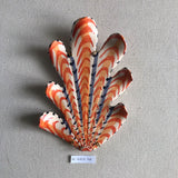 Shells - Orange MED