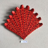 Shells - Coral MED