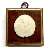 Wooden Frame with Fossilized Sand Dollar
