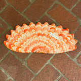 Shells - Corals MAXI