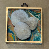 Acrylic Frame with Marbled Paper Backing with Fossilized Sand Dollars