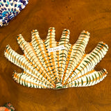 Shells - Peach/Greens LG