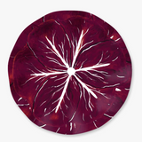 Classic Cabbage Dinner Plate Set Burgundy