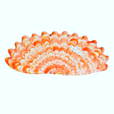 Shells - Corals MAXI